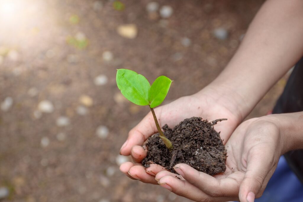 Holding a young plant